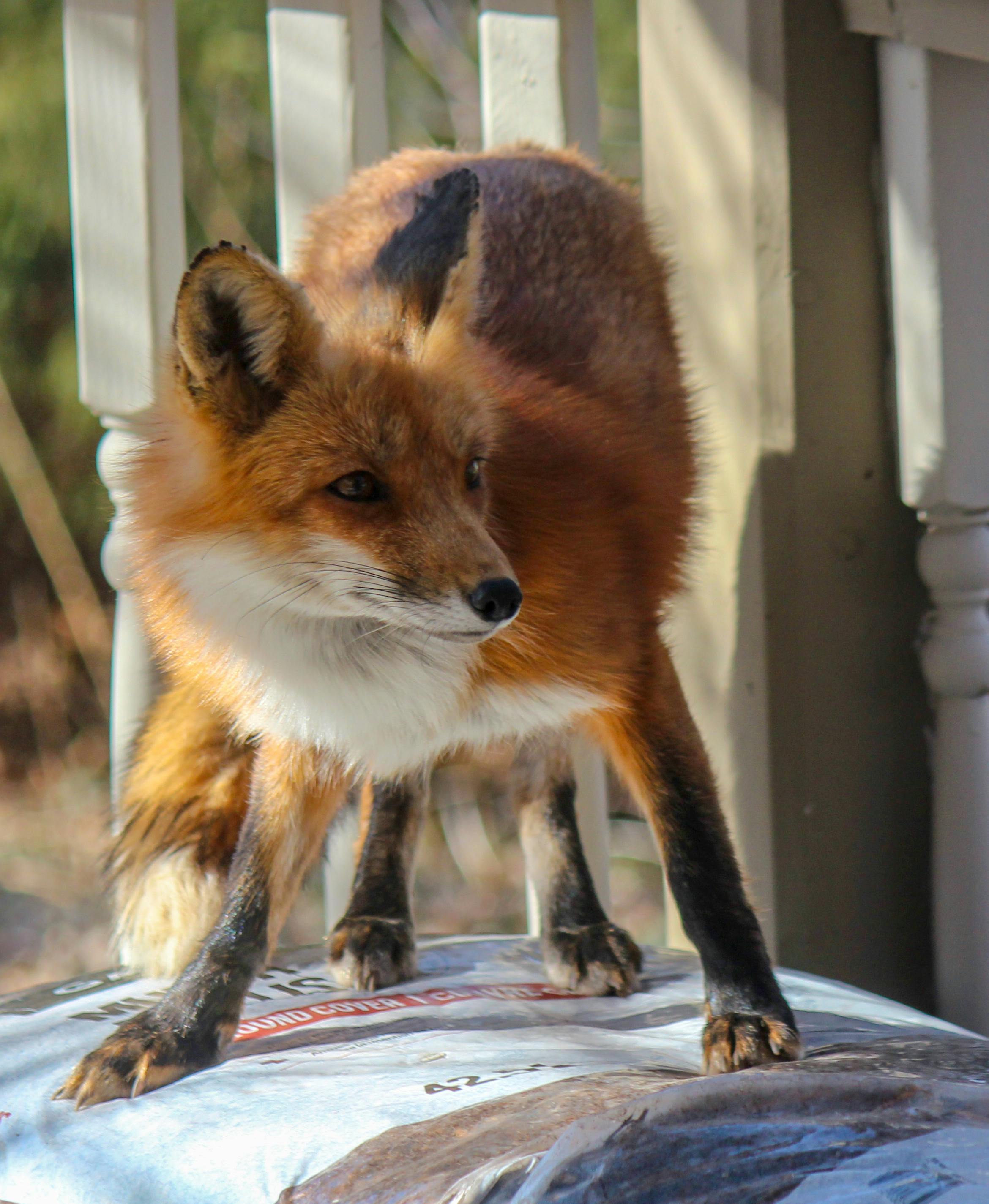 キツネ ポーズ 野生動物の無料の写真素材