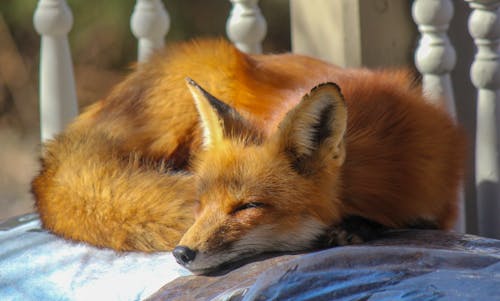 Free Close-Up Photo of Sleeping Fox Stock Photo