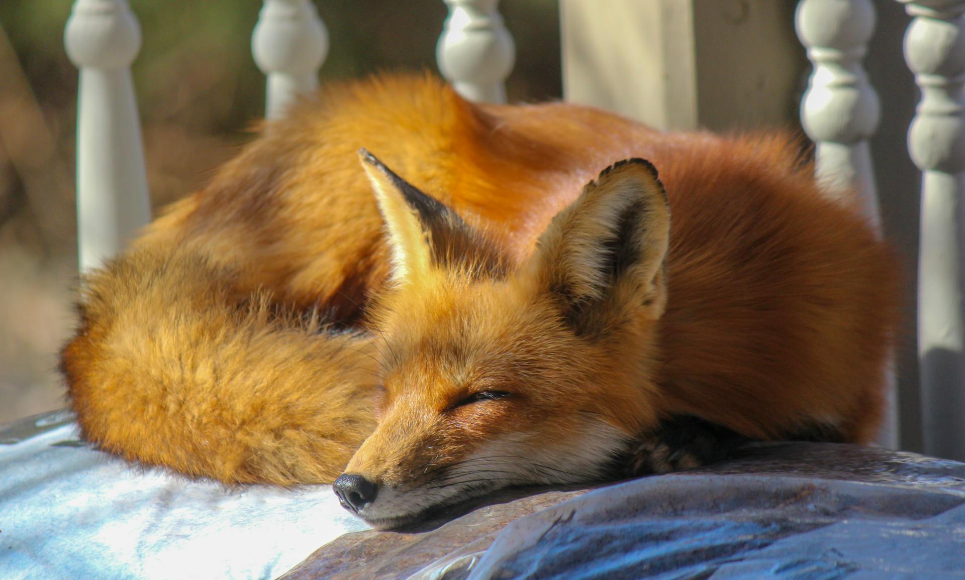 Une photo en gros plan d'un renard endormi