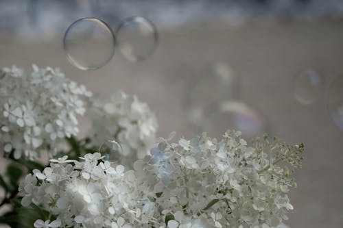 Bubbles & white hydrangea