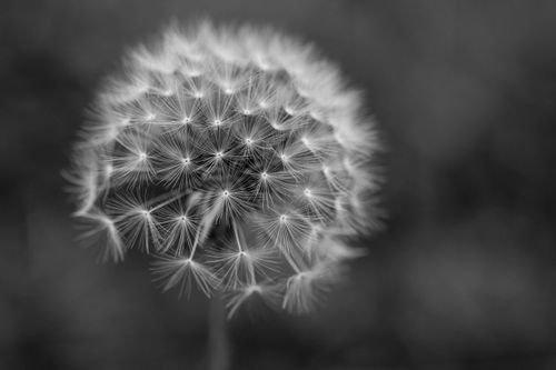 Free Artistic black and white close-up of a dandelion in a meadow. Perfect nature photography. Stock Photo