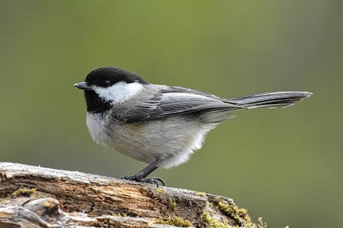 Black-Capped Chickaddd