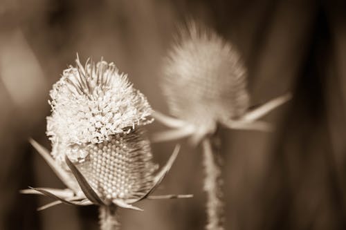 Flower sephia 