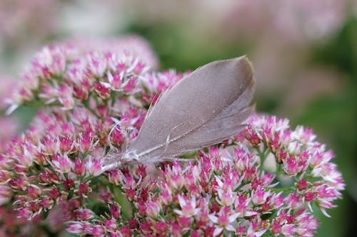 Pink flower & Feather 