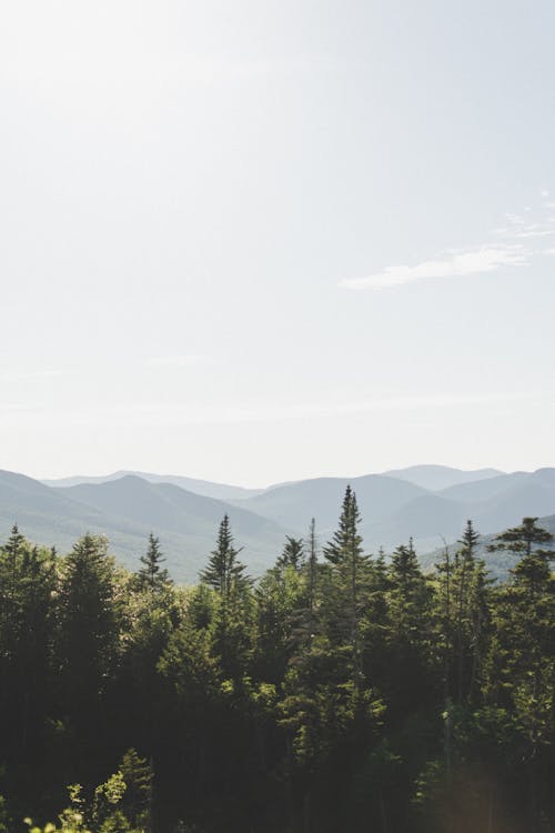 Free Tree Line | White Mountains Stock Photo