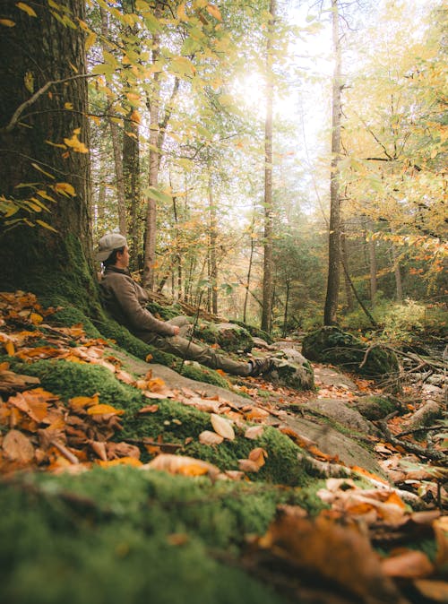 가을 색, 가을 숲, 경치의 무료 스톡 사진