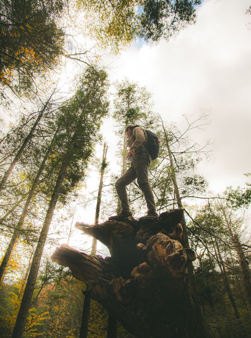 Free A lone hiker stands on a tree stump, surrounded by towering trees in a vibrant forest. Stock Photo