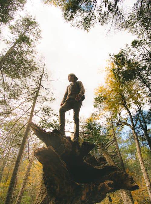 Fotos de stock gratuitas de adulto, al aire libre, árbol