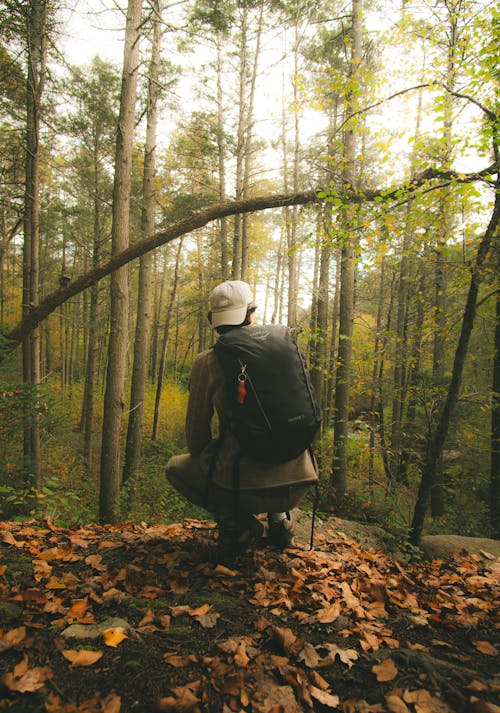 가을 색, 가을 숲, 걷기의 무료 스톡 사진