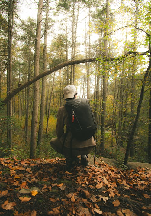 Foto stok gratis alam liar, berjongkok, hutan