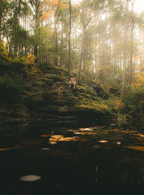 Fotos de stock gratuitas de aventura en el bosque, bosque de otoño, bosque profundo