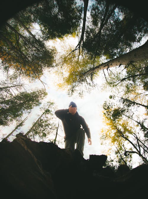 Foto stok gratis alam liar, bergaya, hutan