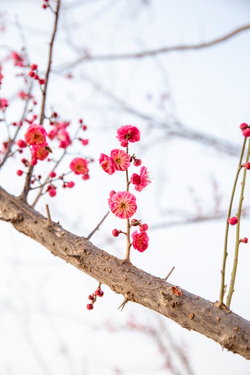 Foto profissional grátis de ameixeira, filial, floração