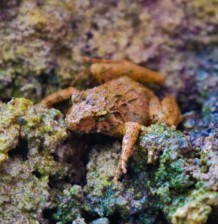 Frog Faces On Rocks Frog Sitting on Rocks · Free Stock Photo