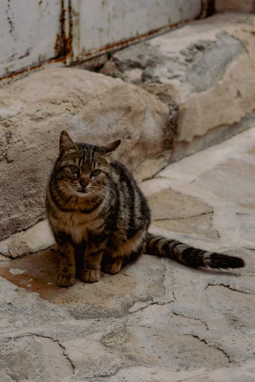 Free A stray tabby cat sits on the stone pavement in Mardin, Türkiye. Stock Photo