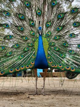 peacock photo