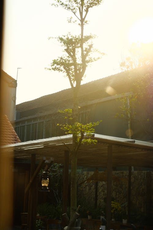 A tree in the sun with a building in the background