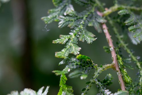 Kostenloses Stock Foto zu botanischer garten, grün, nahansicht