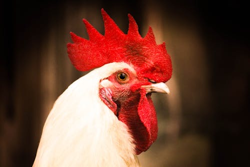 Close-up Photo Of Chicken