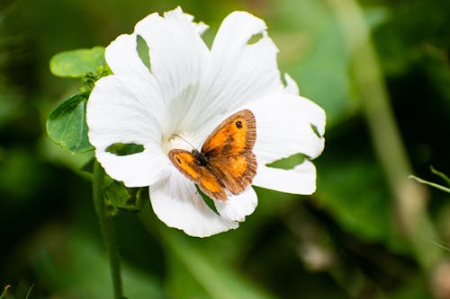 Butterfly in a white flower