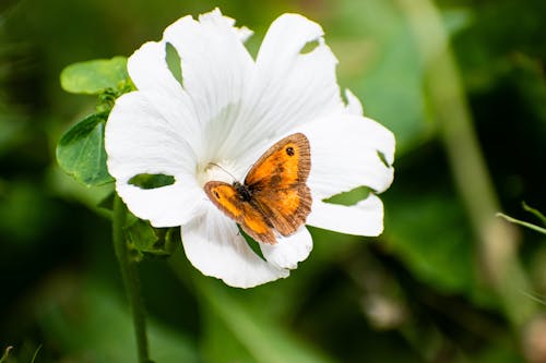 Borboleta Em Uma Flor Branca