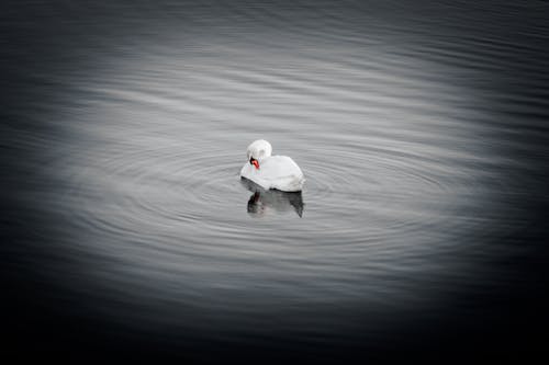 Centered Swan