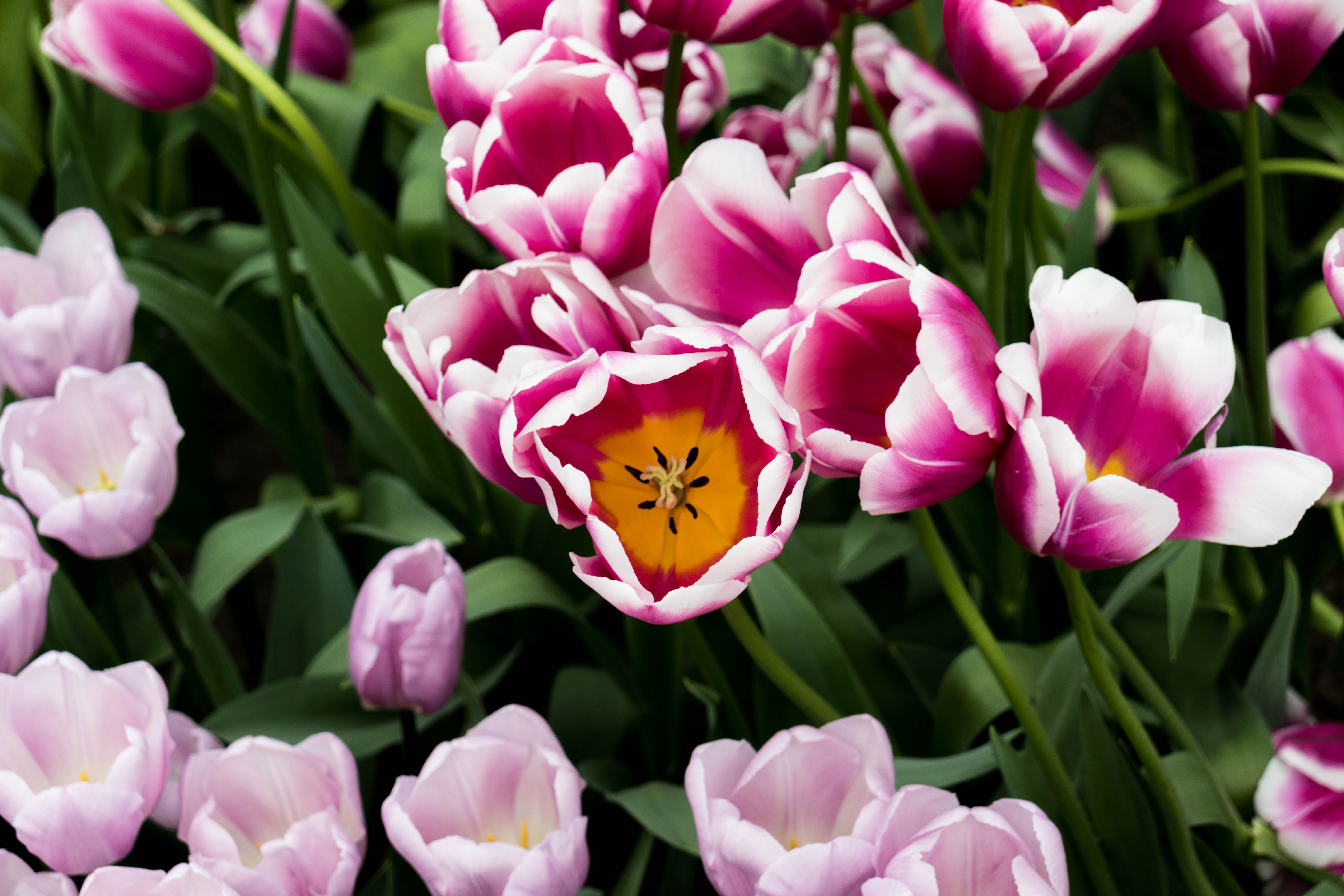 Free Stock Photo Of Alam Berwarna Merah Muda Bunga Tulip