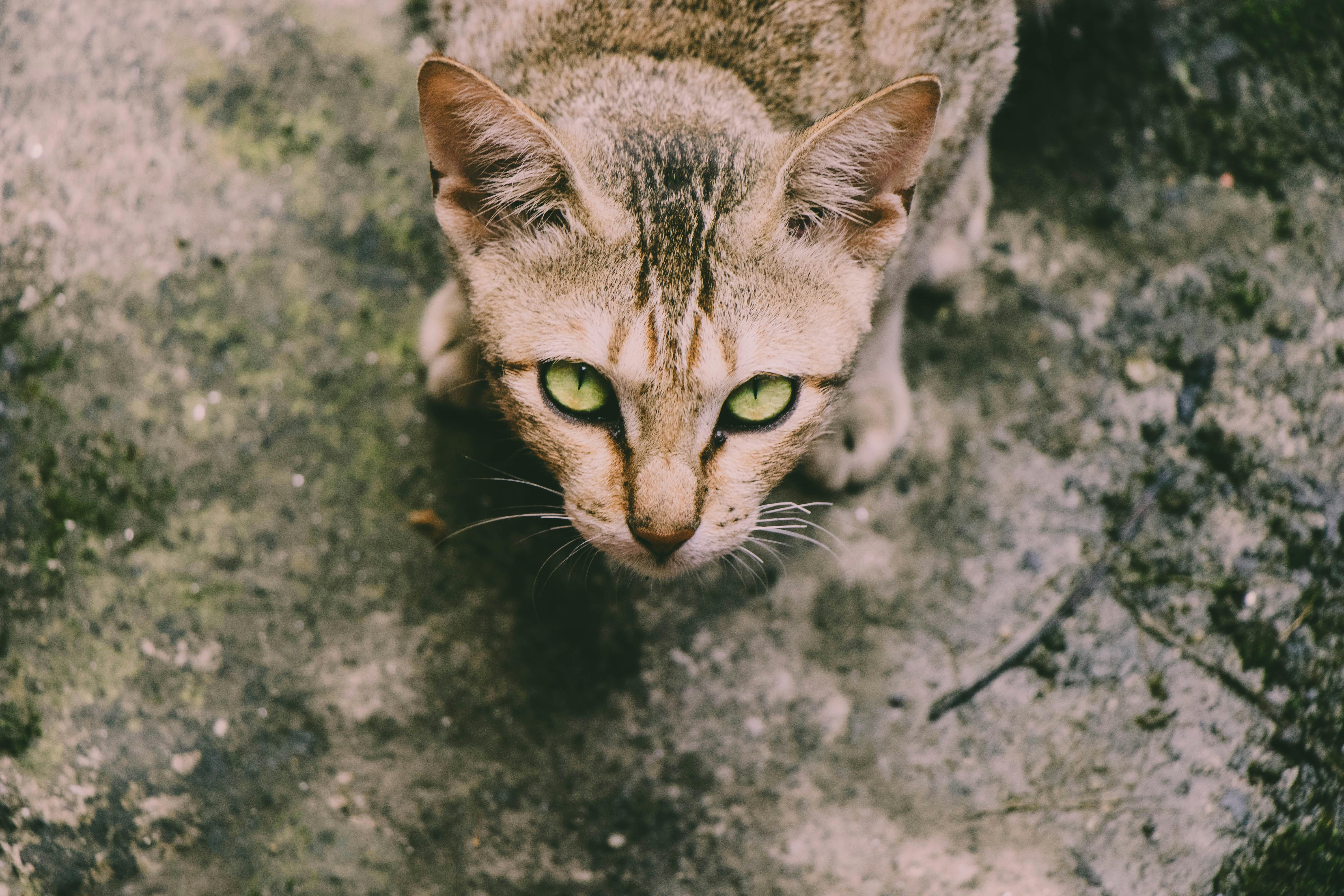 Free stock photo of animal, animal photography, cat