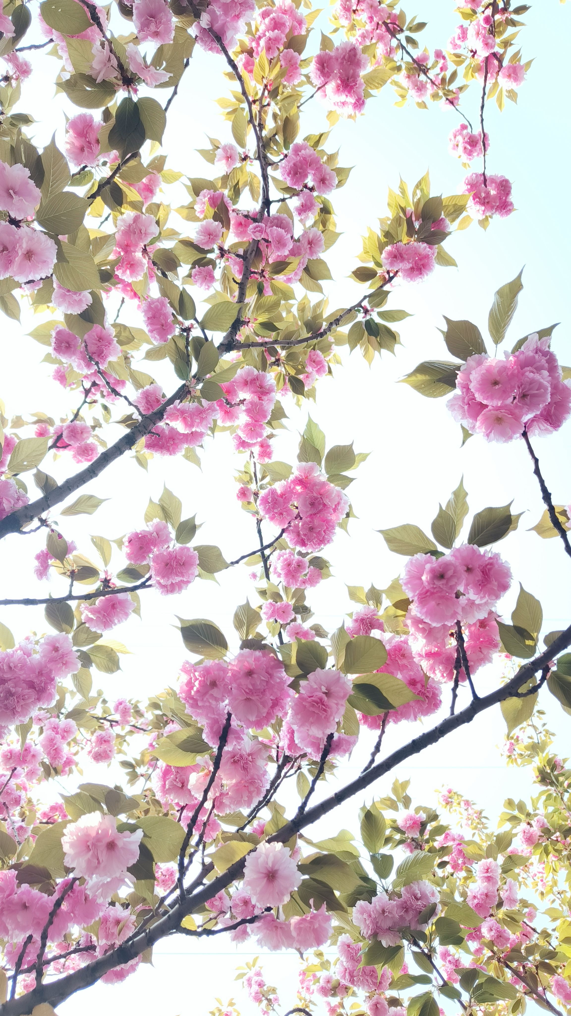 Pink Blossoms on Cherry Tree · Free Stock Photo