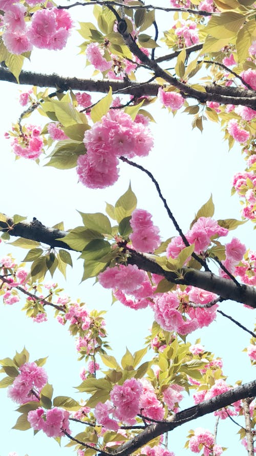Immagine gratuita di albero, ciliegia, focus selettivo