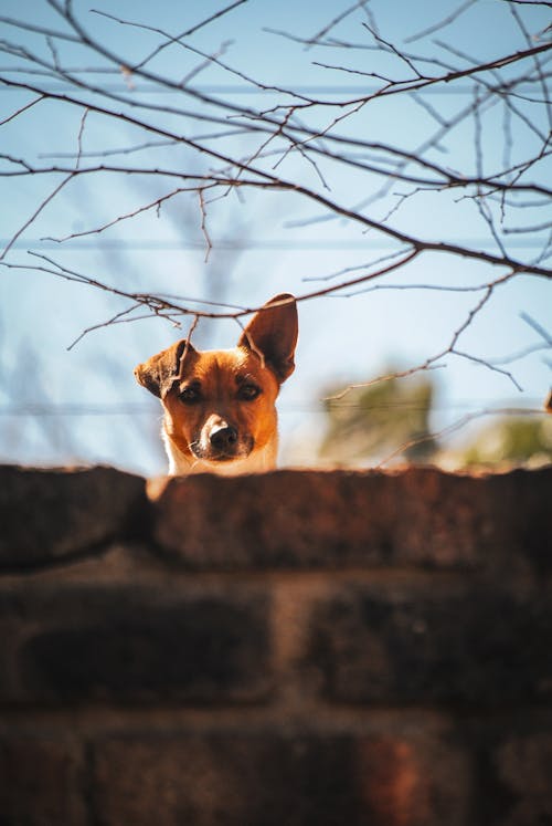 A dog peeking over a wall