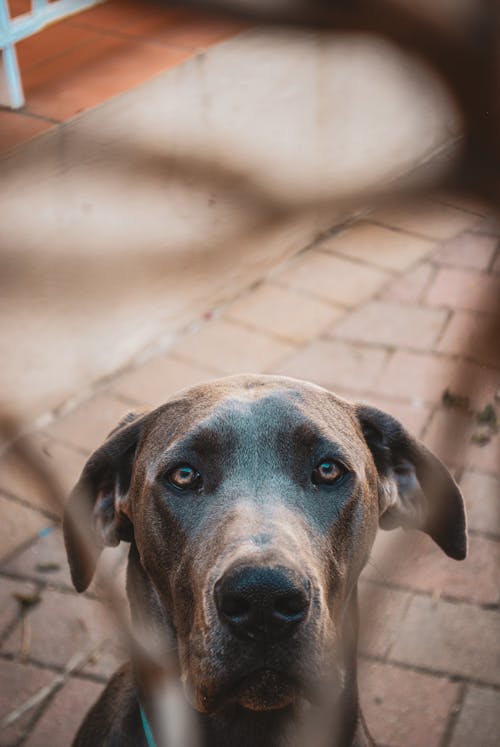 A large dog with blue eyes looking at the camera