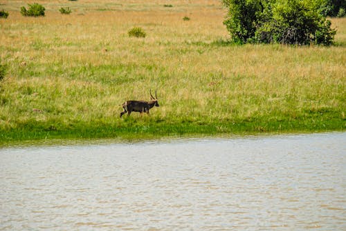 A deer is walking across a grassy field