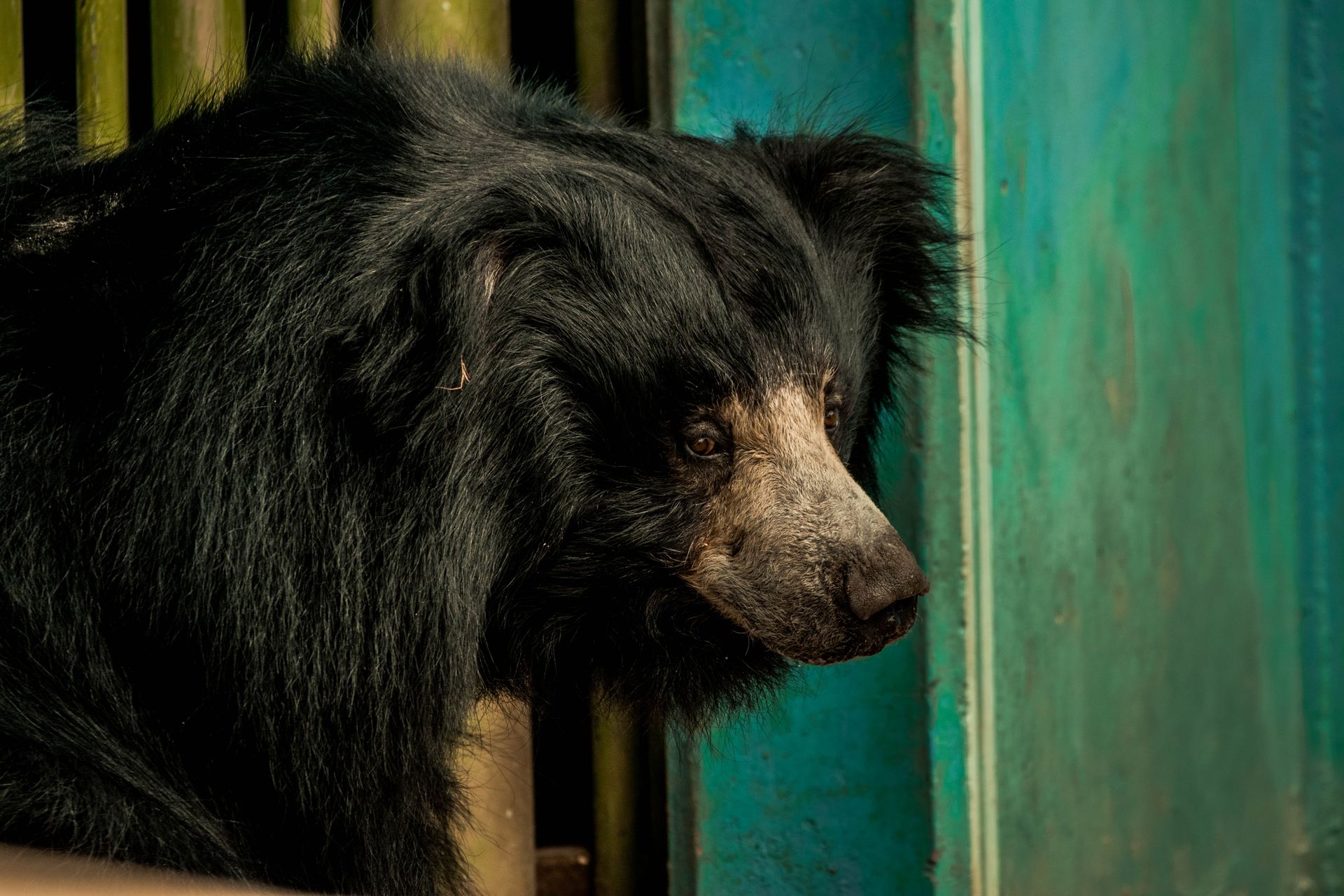 Close-up Photo of Black Sloth Bear