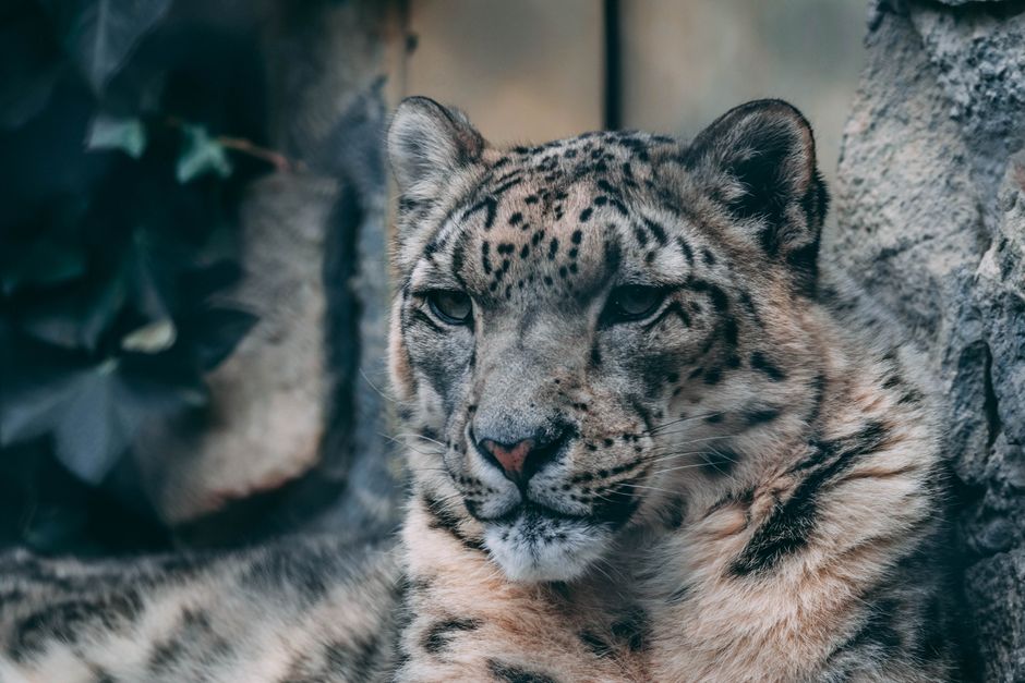 Close-up portrait of a snow leopard resting in a rocky setting, showcasing its beauty.