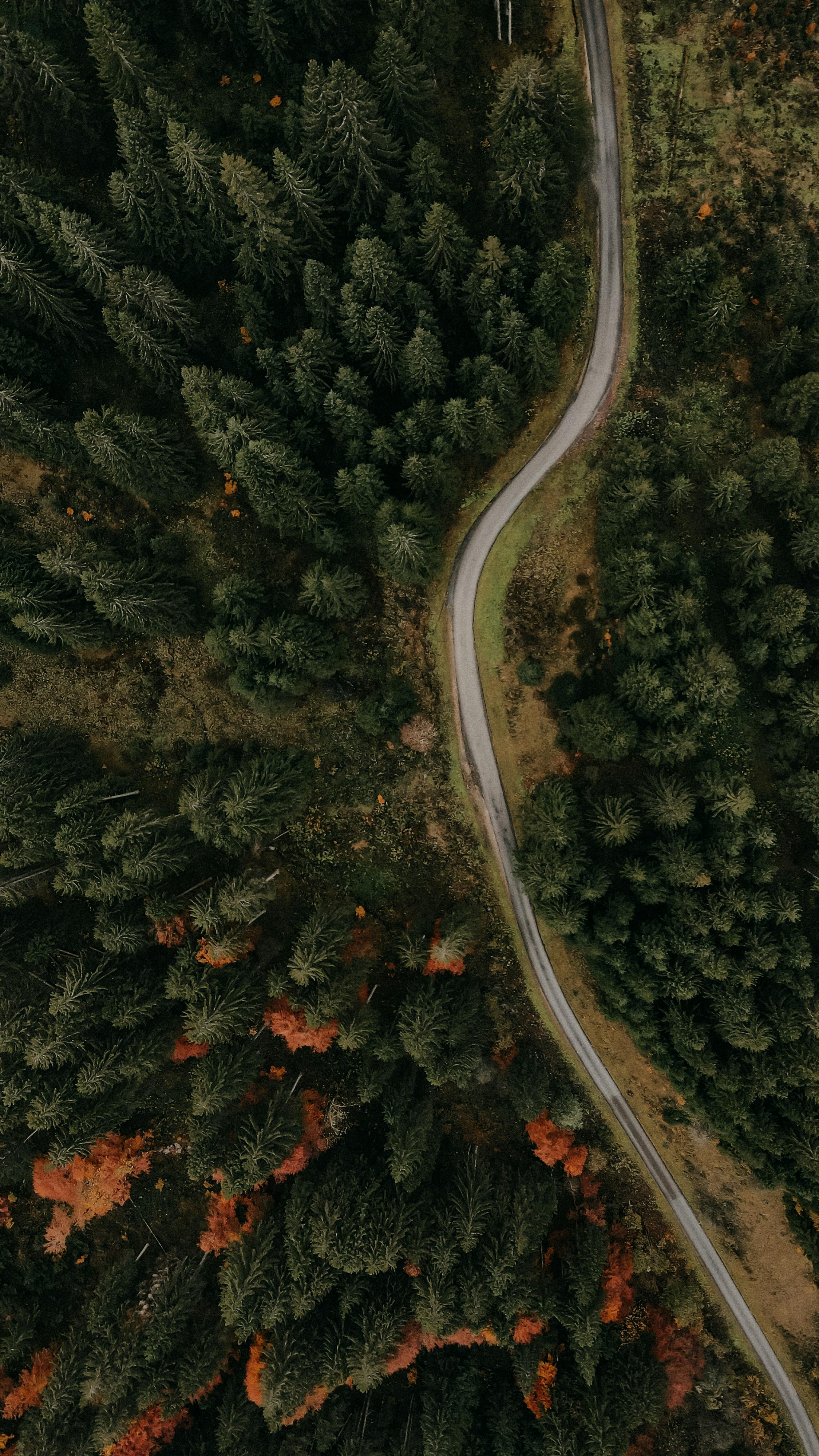 Drone shot of a curvy road cutting through a dense evergreen forest in autumn.