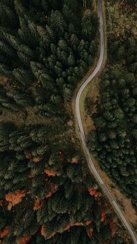 Drone shot of a curvy road cutting through a dense evergreen forest in autumn.