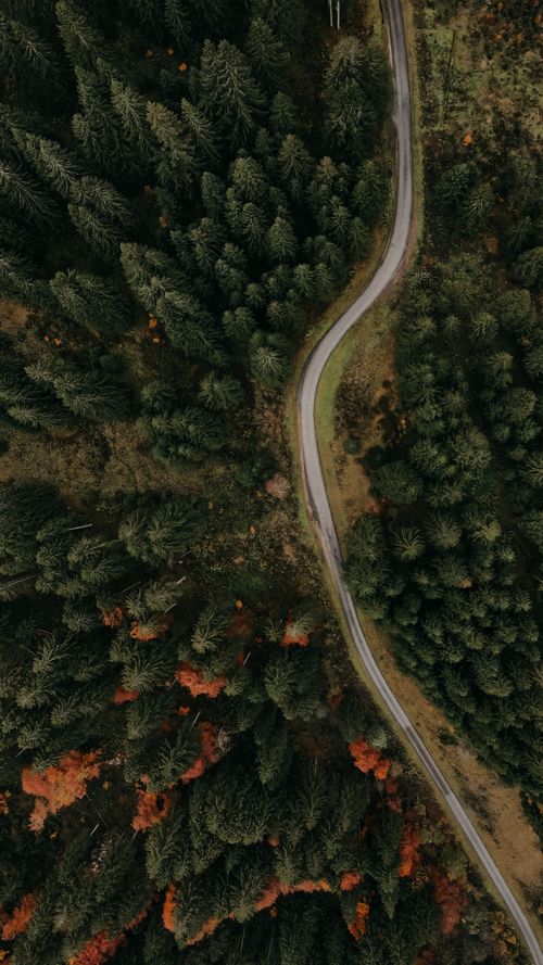 Free Drone shot of a curvy road cutting through a dense evergreen forest in autumn. Stock Photo