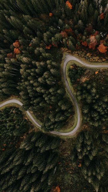 Fotomural Vista aérea de una carretera serpenteante a través de un denso bosque perenne en otoño, mostrando la belleza de la naturaleza.