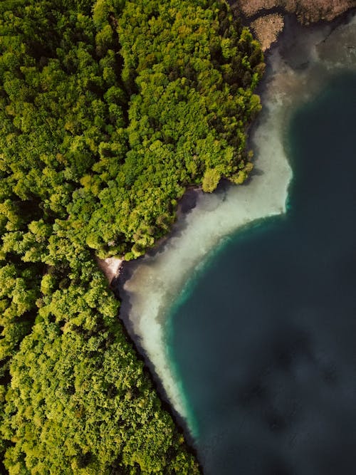 Aerial view of a forested area with a lake