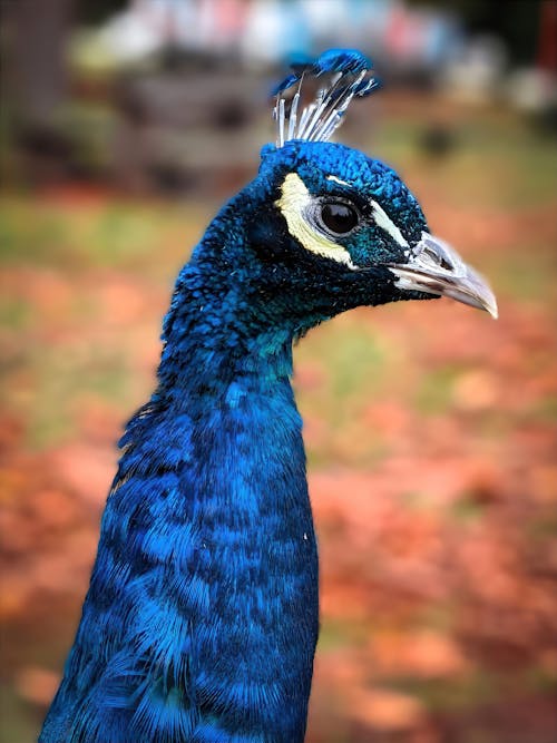 Kostenloses Stock Foto zu indischer pfau, kopf, nahansicht