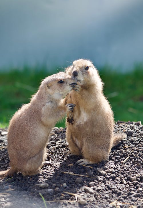 Two prairie dogs are standing on dirt ground
