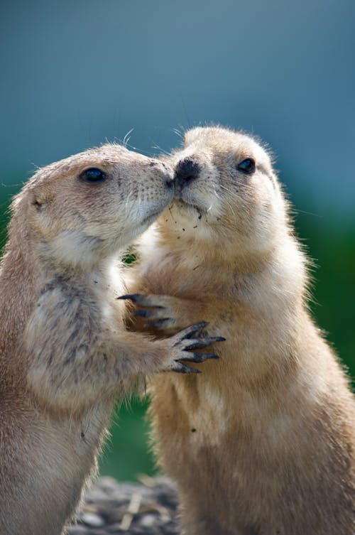 Two prairie ground squirrels are kissing each other