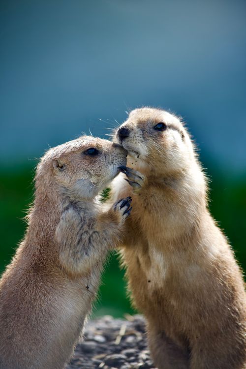 Free Two adorable prairie dogs nuzzling, showcasing wildlife affection in a natural habitat. Stock Photo