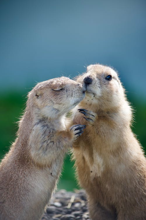 Close-up of Two Mexican Prairie Dogs 