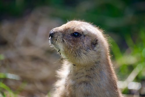 動物, 墨西哥草原土撥鼠, 天性 的 免費圖庫相片