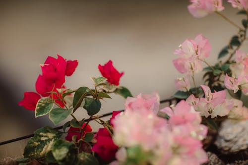 紅色和粉紅色的花瓣花的選擇性聚焦攝影
