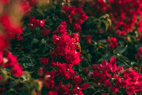 Red Petaled Flowers