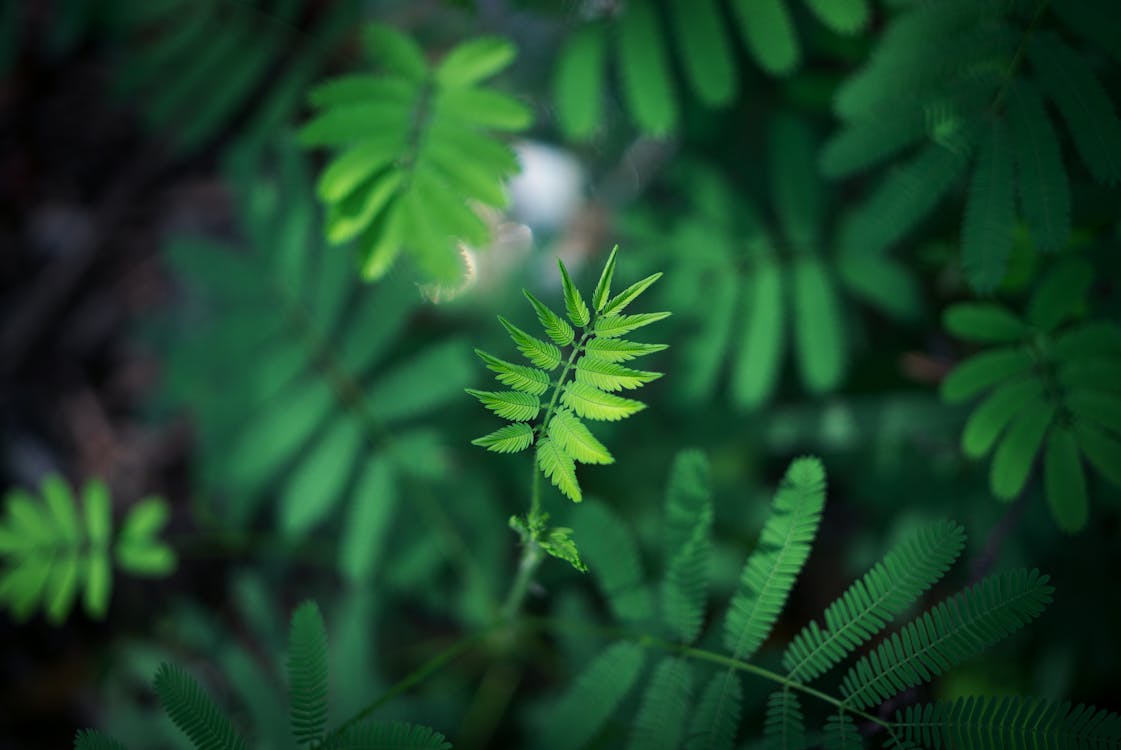 무료 녹색 잎 식물 스톡 사진