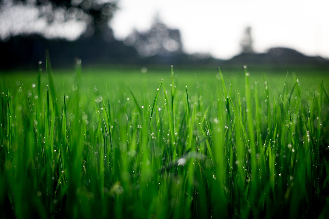 Fotografía De Enfoque Superficial De Pastos Verdes Durante El Día